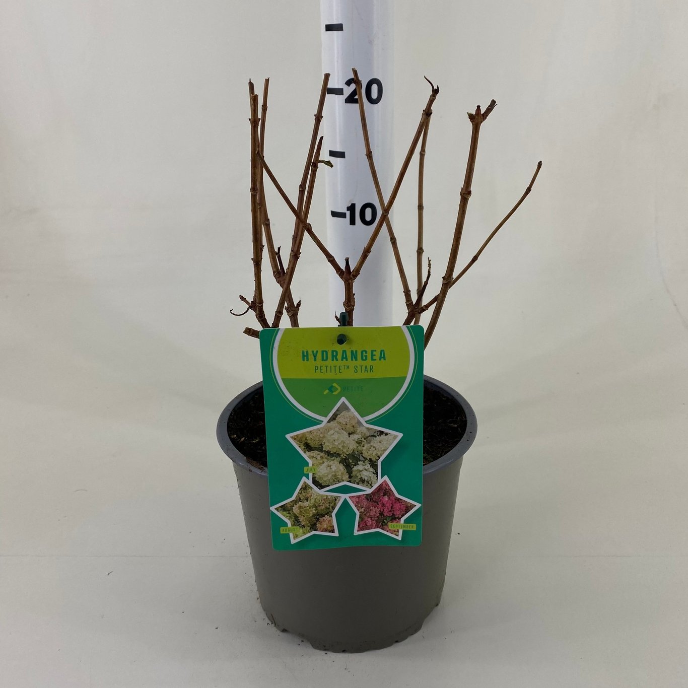 Hydrangea pan. 'Petite Star' - C3 20-30 CM